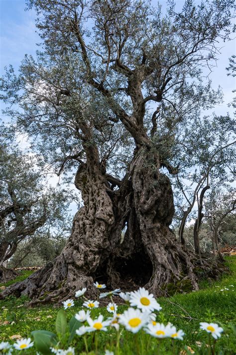 Ancient Olive Tree In Lebanon That Is Thousands Of Years Old The