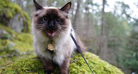 Hiking With Cats How To Turn Your Kitty Into An Adventure Cat Bechewy