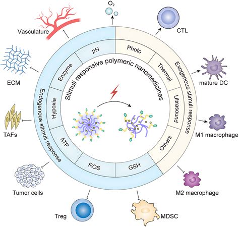 Development Of Stimuli Responsive Polymeric Nanomedicines Modulating Tumor Microenvironment For