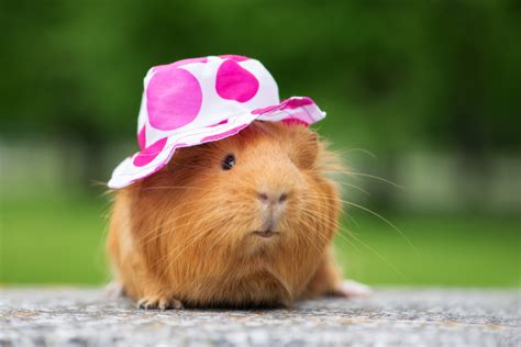 High heat coupled with high humidity may cause heat stroke. What Temperatures Can Guinea Pigs Live In?