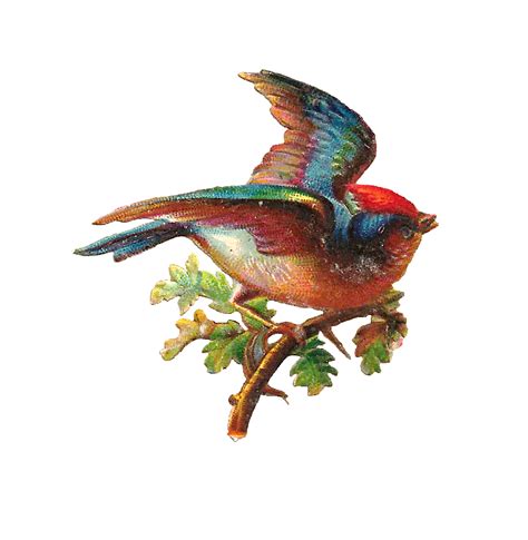 Antique Images Antique Bird Clip Art Colorful Song Bird On Oak Branch