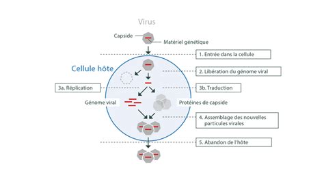 Detail  molecool.ch  Molecool Kosmos RNA