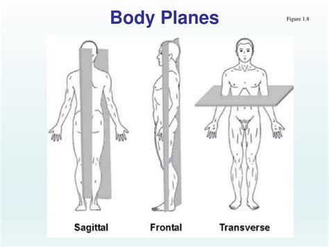 Ppt The Human Body Anatomical Regions Directions And Body Cavities