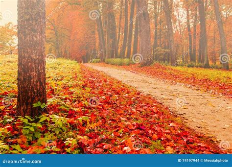 Park In Autumn With Fallen Leaves Autumn Foggy Colored Landscape