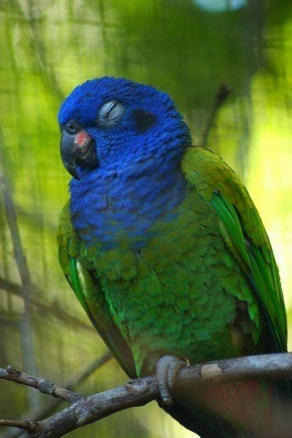 Pin By Holly2 On Blueandgreen Color Board Pet Birds Parrot