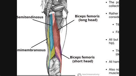 Leg Muscles Diagram Hamstring How To Recover From A Hamstring Injury