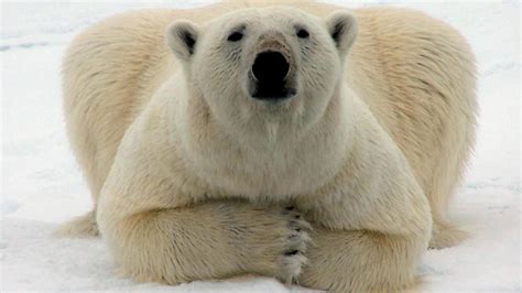 ‘polar Bears Could Be Extinct In 25 Years The Hindu