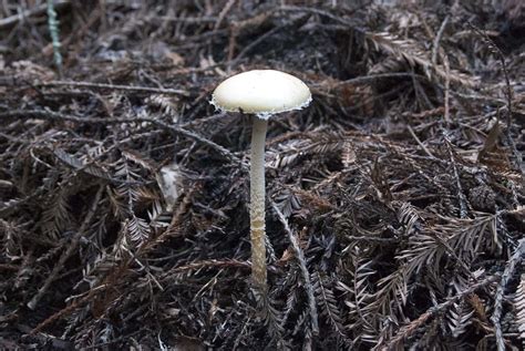 Mushroom Stropharia Ambigua Screws Flickr