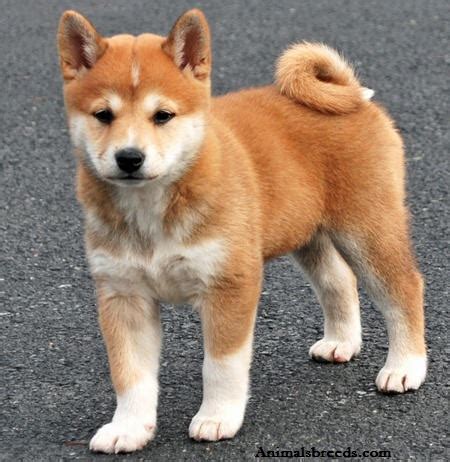 A small, alert and agile dog that copes very well with mountainous terrain and hiking trails. Shiba Inu - Puppies, Rescue, Pictures, Information ...