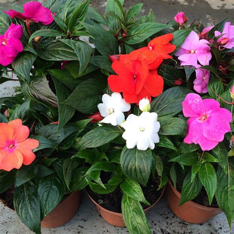 Indoor Plant Of The Month For October New Guinea Impatiens Life Is