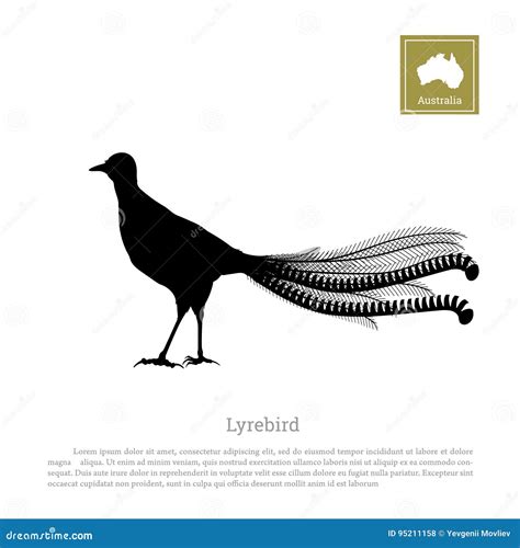 Lyrebird Cartoons Illustrations And Vector Stock Images 23 Pictures To