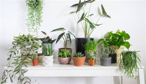 5 Tips To Remember To Maintain House Plants
