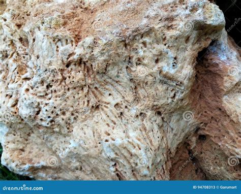 Sedimentary Rocks With Marine Fossils Stock Image Image Of Fossil