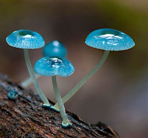 Tasmanian Fungi Photography By Heather Elson Stuffed Mushrooms