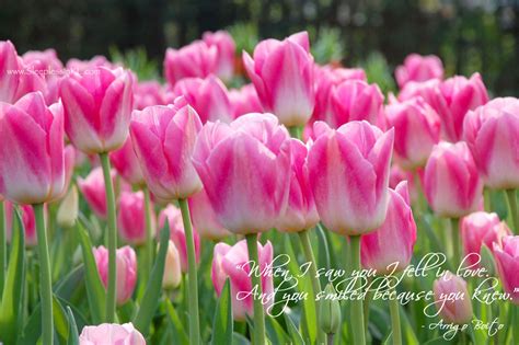 Generally speaking tulips mean the perfect lover. Quotes about Tulips (52 quotes)