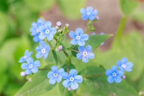 Spring Delicate Blue Forget Me Nots Flowers Stock Image Image Of