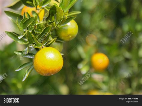 Fresh Orange Fruit Image And Photo Free Trial Bigstock