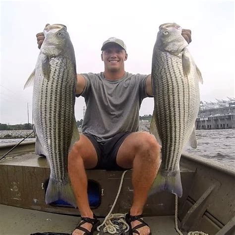 Striped Bass Fishing Al Trips4trade