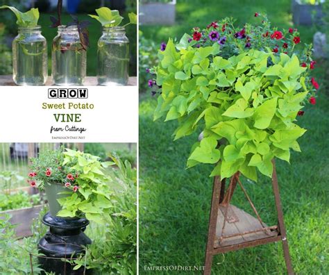 How To Grow A Sweet Potato Vine From A Sweet Potato Growing Sweet Potatoes Potato Vines