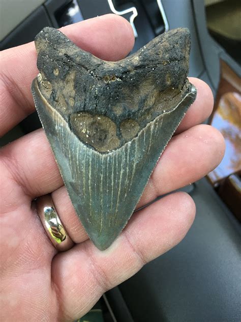 Calvert Cliffs Megalodon Fossil Hunting Trips The Fossil Forum