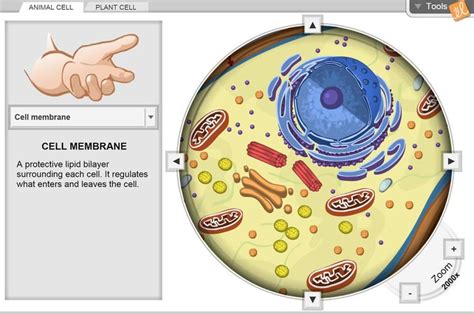 Ready to watch the whole lesson? Gizmo-- Cell Structure (With images) | Cell structure, Cell, Plant cell