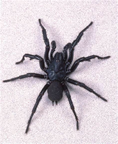 5 Deadliest Spiders In The World Hubpages