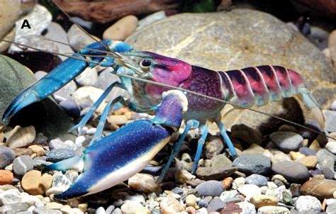 Weird And Wonderful Colourful Crayfish Species Discovered In Indonesia