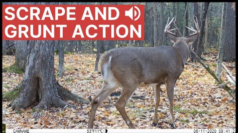 Whitetail Deer Buck Scrape And Grunt Action Trail Cam Video Youtube