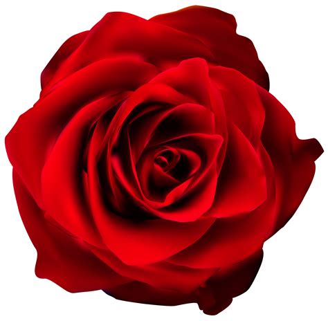 Rose Red Clip Art Red Rose Transparent PNG Clip Art Image Png Download Free