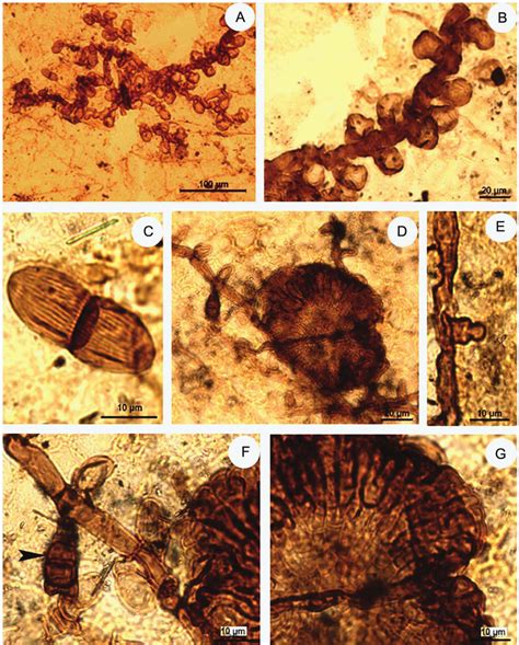 A C Asterina Indodeightonii Vishnu Khan And Bera Sp Nov Holotype Download Scientific