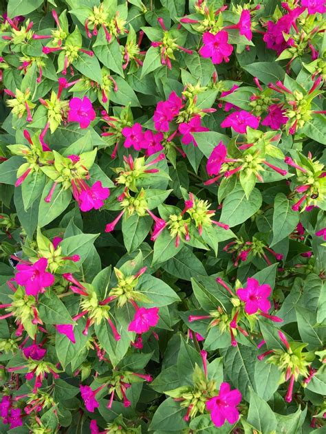 Mirabilis Jalapa Marvel Of Peru October 2015 Plants Container