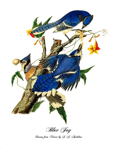 Audubon Bird Prints Set Of Four Blue Birds 5x7 8x10 Etsy