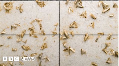 Reality Check Are Clothes Moths On The Rise Bbc News