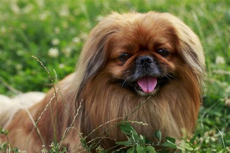 These Are Probably The Dumbest Dog Breeds Youll Ever Own