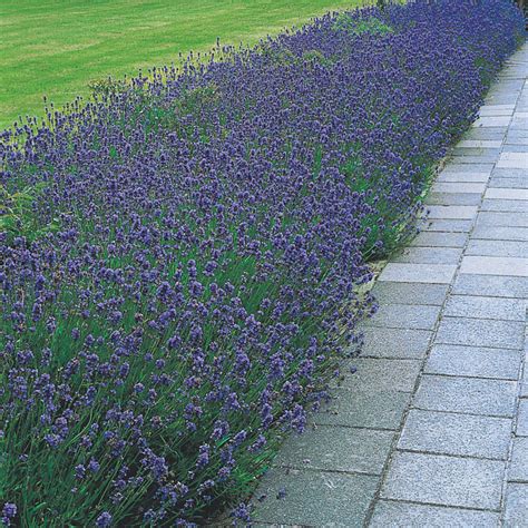 Hidcote English Lavender Brecks Premium Bulbs