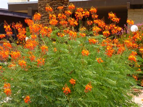 Image Gallery orange flowering bush