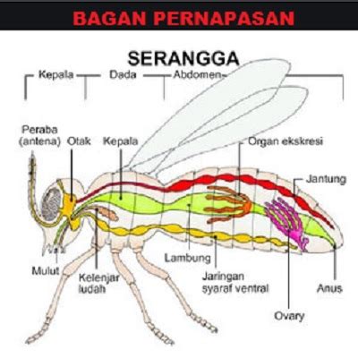 Gambar Bagan Cara Kerja Organ Pernapasan Pada Serangga