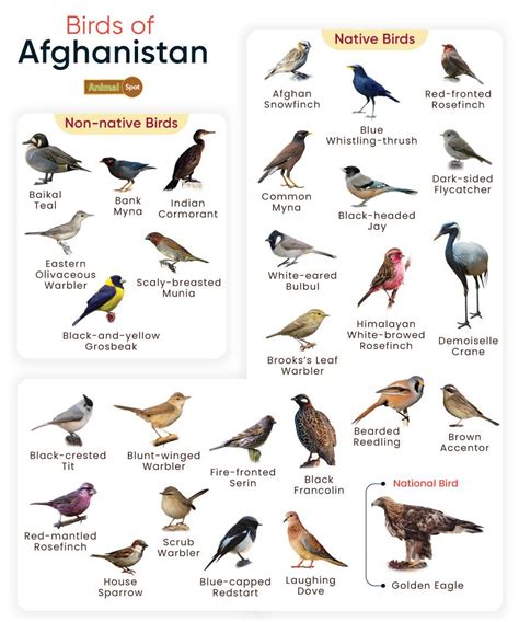 List Of Birds Found In Afghanistan With Pictures