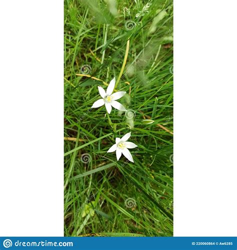 Two Little White Flowers On A Field Stock Photo Image Of Lawn Field