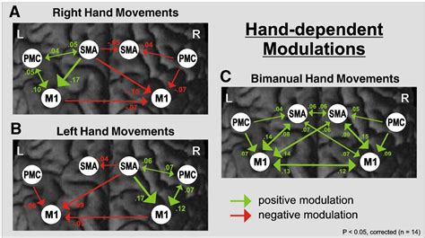 Figure From Dynamic Intra And Interhemispheric Interactions During