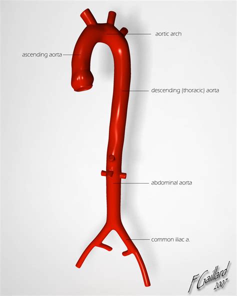 Descending Aorta Thoracic Aorta Anatomy Function Diagram Body Maps My