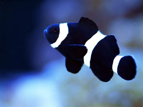 Black Clown Fish 3o5umhjs6
