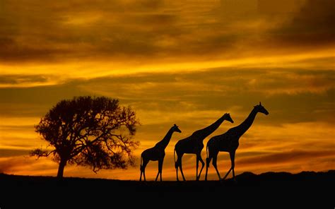 Giraffe Silhouette Sunset Silhouette Silhouette Images African Bush