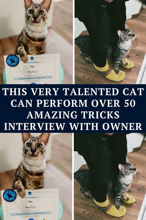 This Very Talented Cat Can Perform Over 50 Amazing Tricks Laughing