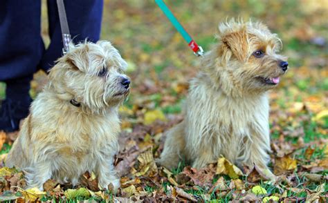 Norfolk Terrier Dogs Free Stock Photo Public Domain Pictures