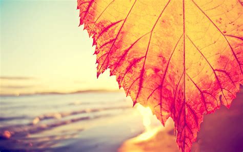 Leaves Fall Beach Filter Closeup Wallpapers Hd Desktop And Mobile