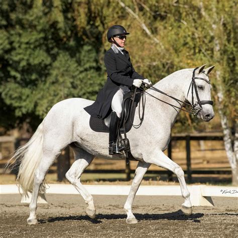 Western And English Saddle Fit Compared Part I Equitopia Center