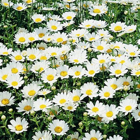 Chrysanthemum Paludosum Cv Chrysanthemum Early Snowland Seed X50