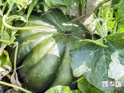 Winter Pumpkin Cucurbita Moschata Musquee De Provence Stock Photo