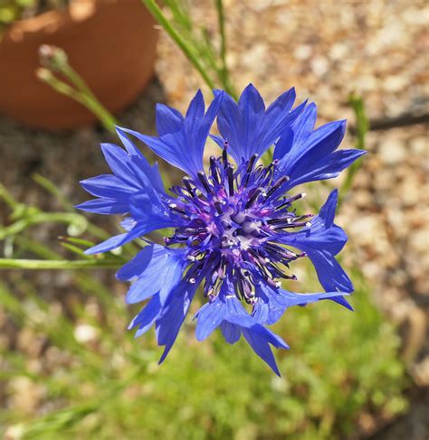 Cornflower Centaurea Cyanus Commonly Known As Cornflower Flickr